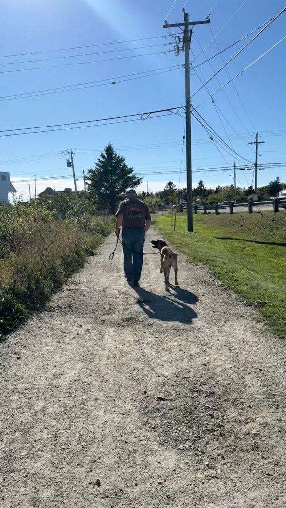 A shepherd mix dog and his owner working on loose leash walking