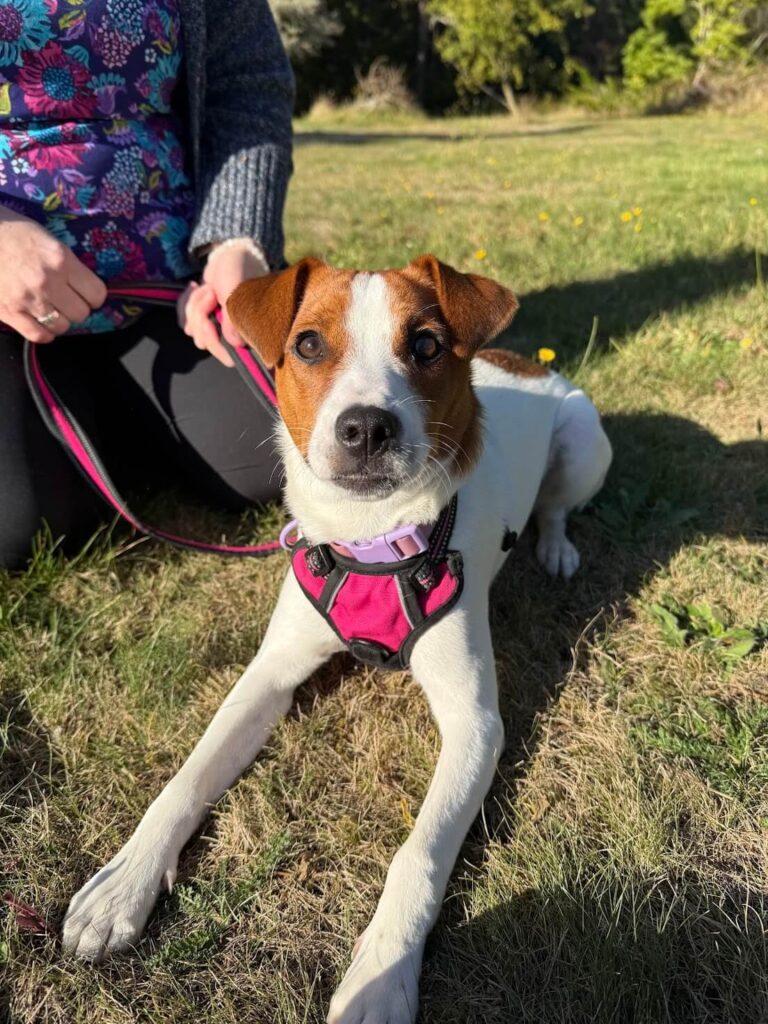 A small jack Russel terrier doing some training