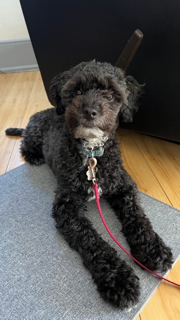 A black miniature poodle working on place training