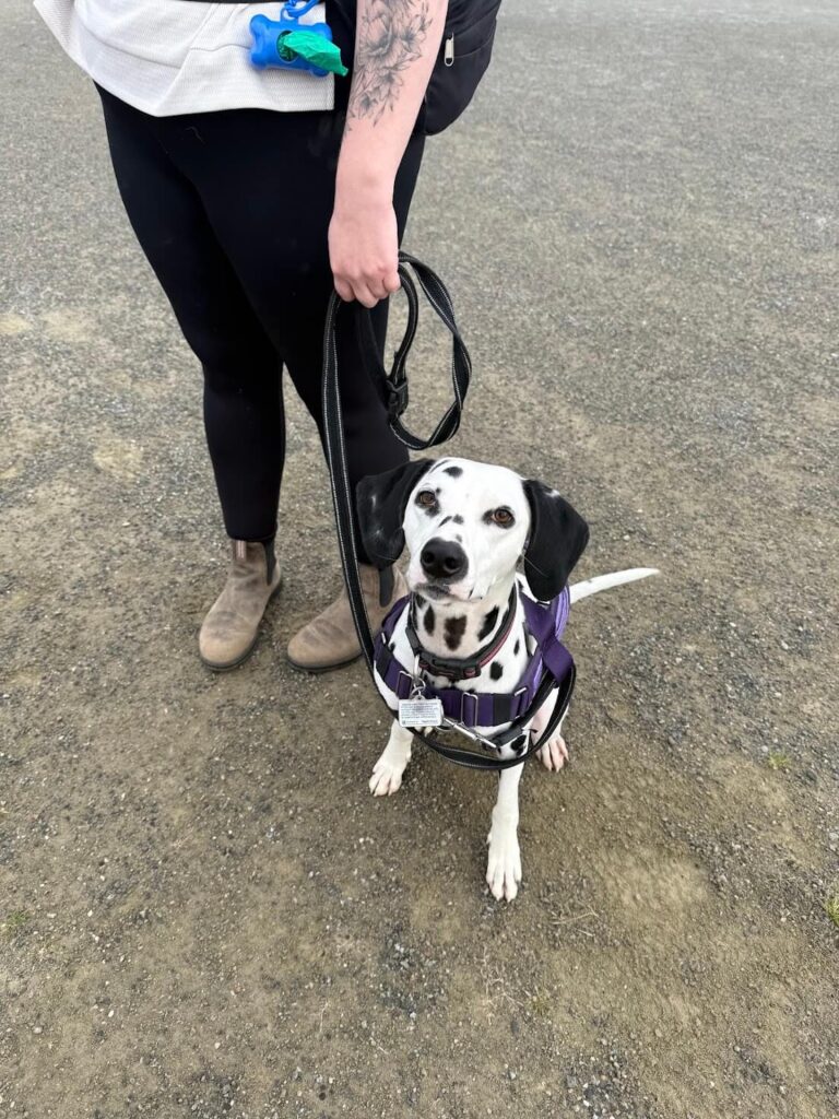 A Dalmatian working on some basic skills