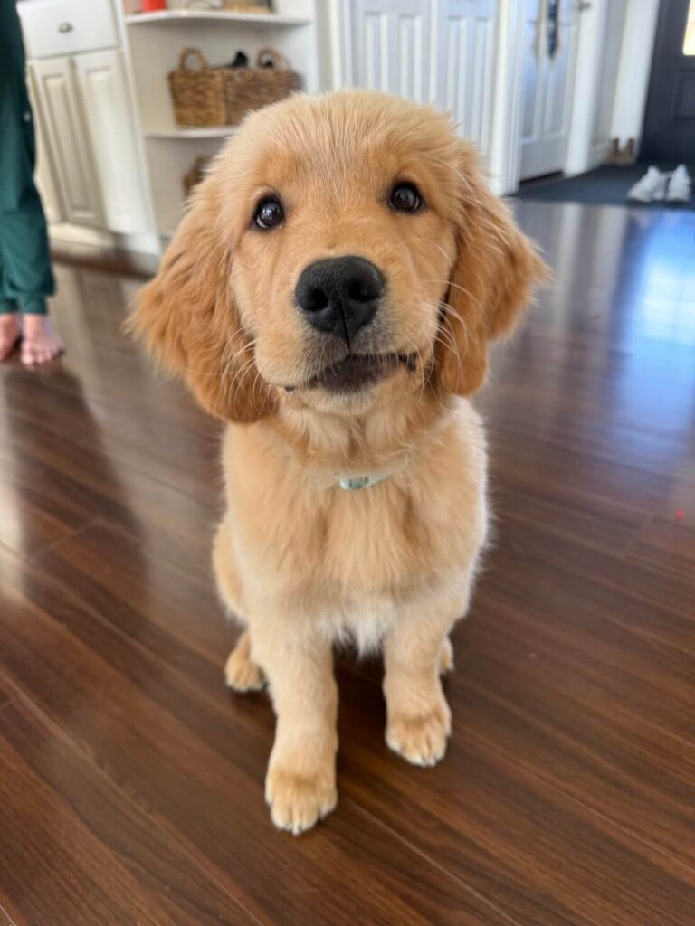 A golden retriever puppy working on some basic skills