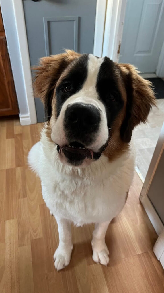 A Saint Bernard doing some basic skills training