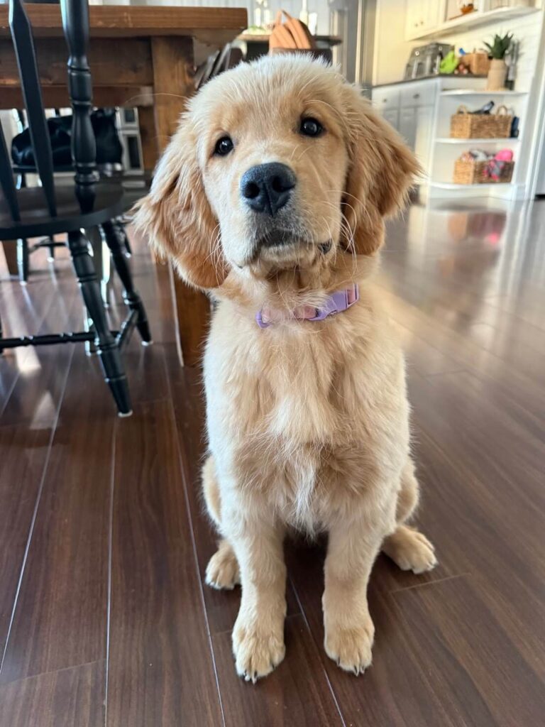 A golden retriever puppy working on some basic skills