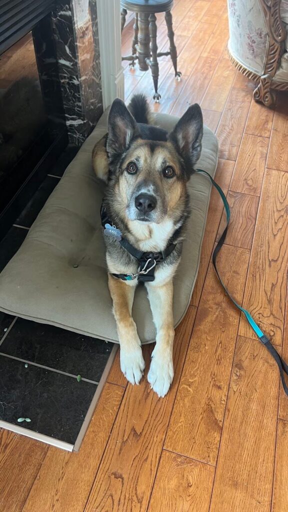 A German shepherd mix working on place training and calm greetings