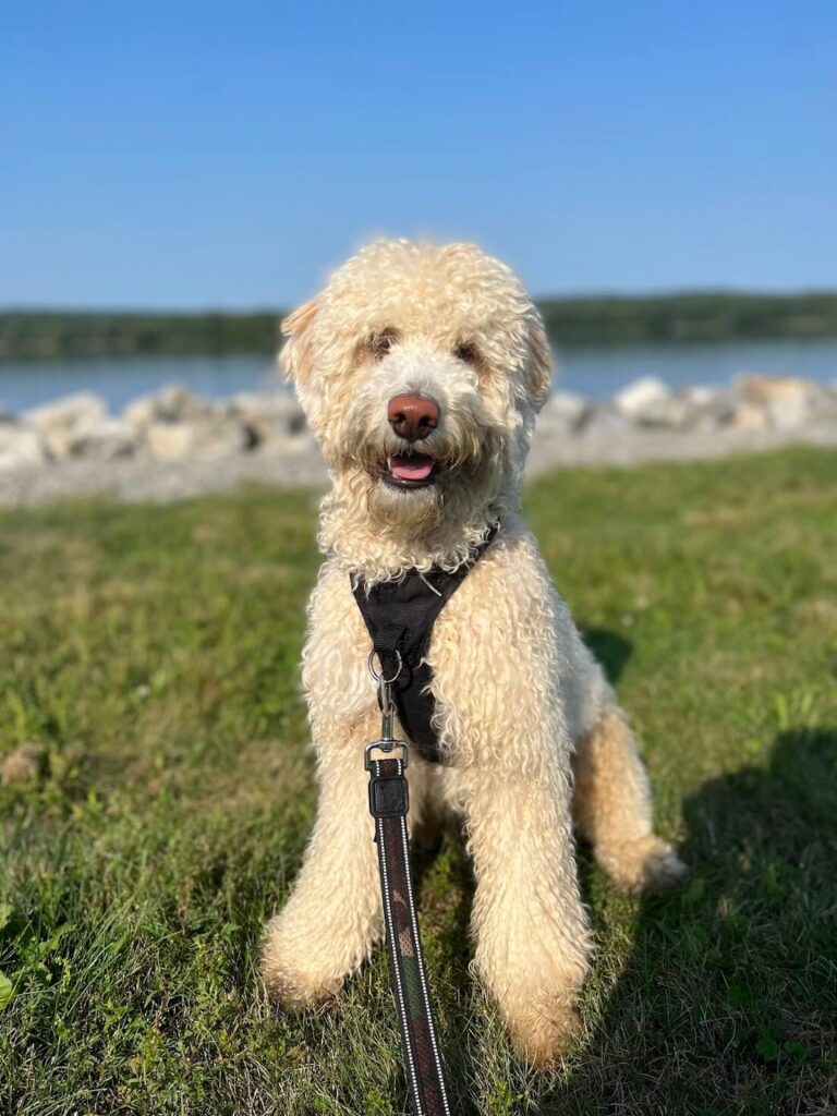 A doodle working on basic skills