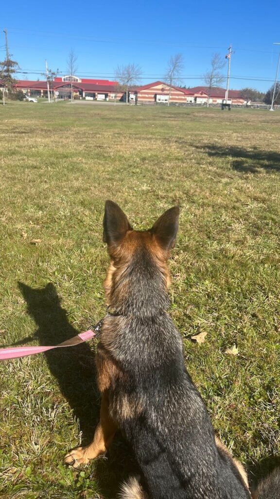 A German shepherd working on reactivity training.