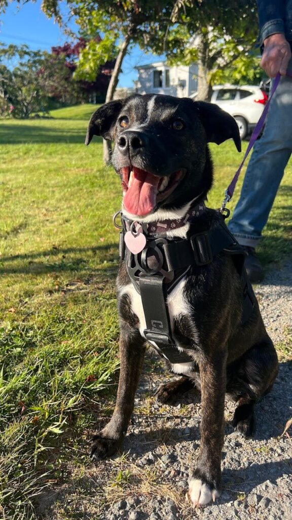 A black and white puppy working on basic skills training