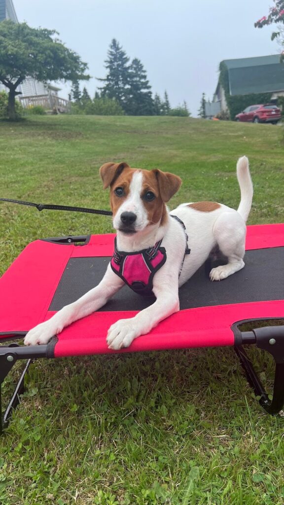 A jack russel terrier working on place training
