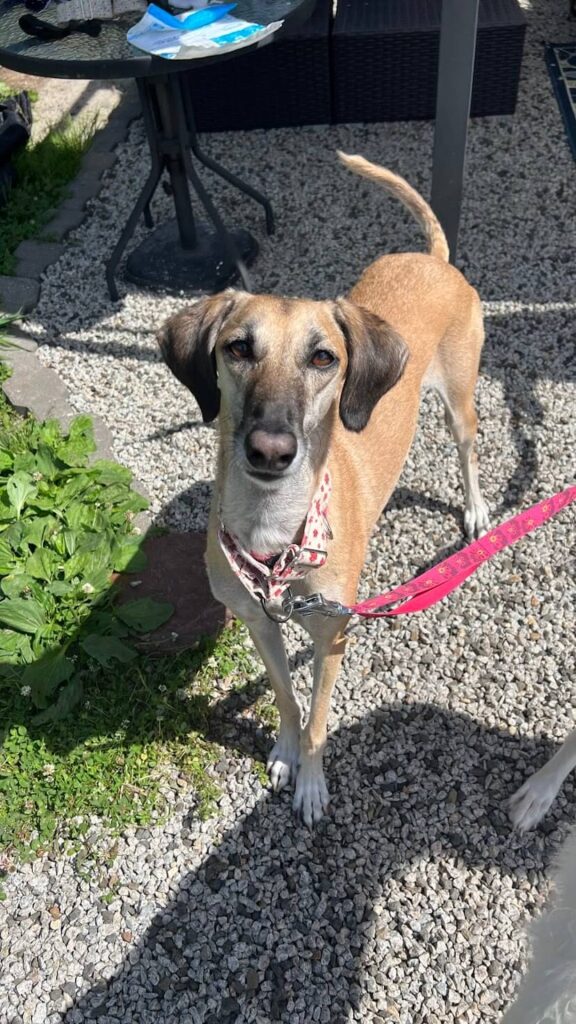 A sighthound working on recall